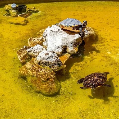 Treasurerome Forum Terrace Rome